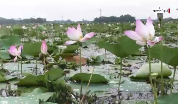 ২শ' একর বিস্তীর্ণ পদ্মবিল সেজেছে আপন রূপে