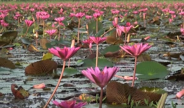 গোপালগঞ্জে শাপলা বিলে পর্যটকদের ঢল