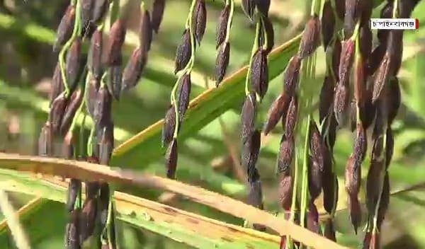 চাঁপাইনবাবগঞ্জে পরীক্ষামূলকভাবে কালো সুগন্ধি ধানের আবাদ