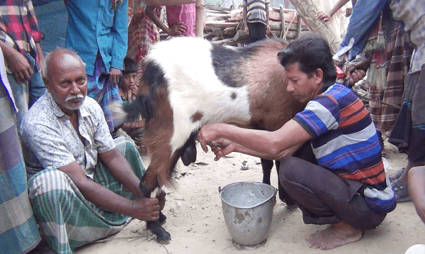ছাগি নয়, দুধ দিচ্ছে এক পাঁঠা
