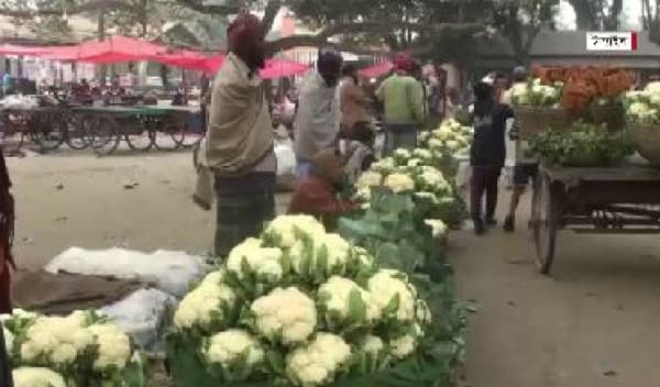ফুলকপি চাষে হতাশ টাঙ্গাইলের কৃষকরা