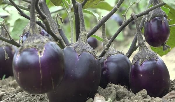 জনপ্রিয় হচ্ছে বিটি বেগুন চাষ