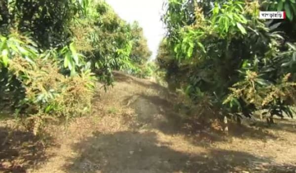 অনাবৃষ্টিতে আমের ফলন নিয়ে শঙ্কায় চাষিরা
