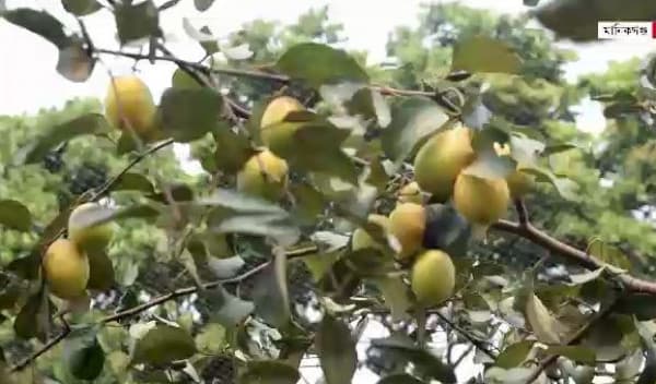 মানিকগঞ্জে বরই চাষে সফল দুলাল হোসেন