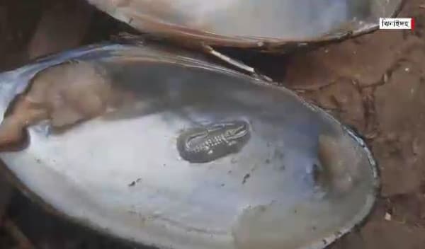 ঝিনাইদহে পুকুরে বাণিজ্যিকভাবে মুক্তাচাষ