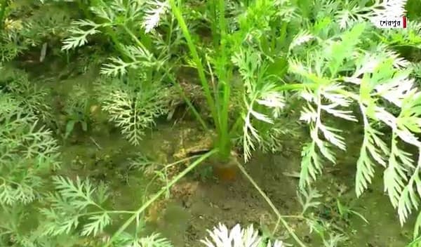 শেরপুরে গাজর চাষে আগ্রহী হয়ে উঠছেন কৃষক