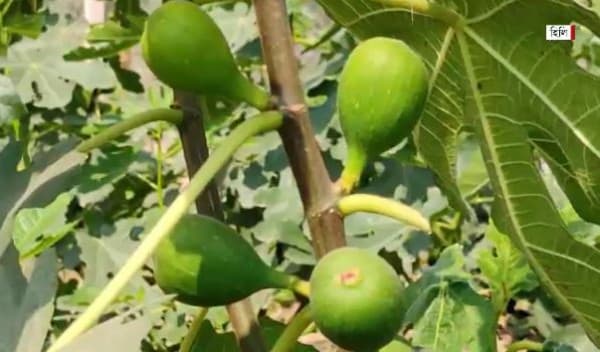 মরুভূমির ত্বীন ফল এখন দিনাজপুরে