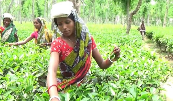 অধিকার বঞ্চিত নারী চা শ্রমিকরা