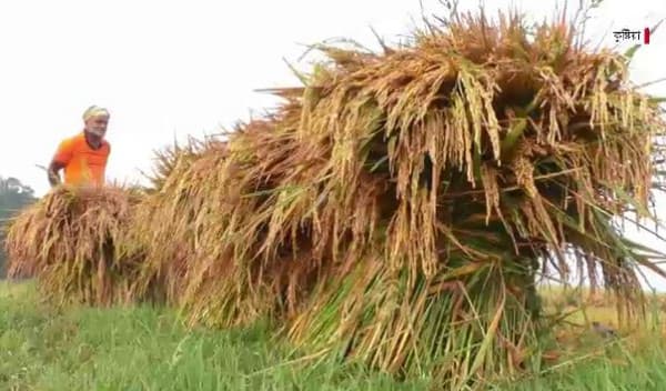 কুষ্টিয়ার কমতে শুরু করেছে চালের দাম