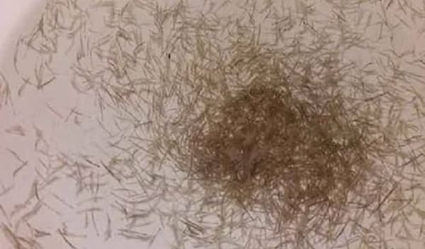 দেড় কোটি টাকার চিংড়ি পোনা জব্দ