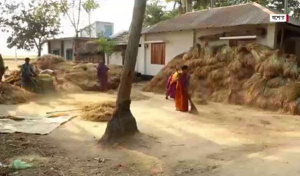 ধান কাটা, মাড়াই ও বিক্রিতে ব্যস্ত কৃষক