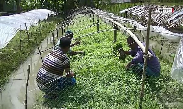 ভারতীয় টমেটো আমদানির প্রভাবে ক্ষতিতে চাষিরা