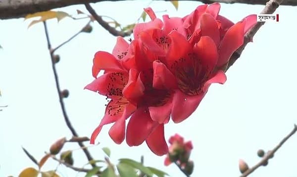 জাদুকাটা নদীতীরে রক্তলাল শিমুল ফুল
