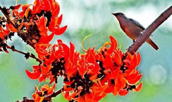 ঋতুরাজ বসন্তে ভালবাসার রঙ