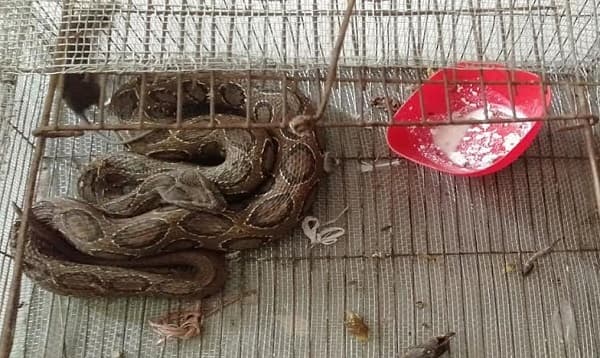 আবারও ধরা পড়লো বিষধর সাপ ‘রাসেল ভাইপার’