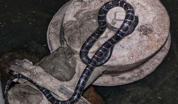এশিয়ার সবচেয়ে বিষধর সাপ আটকা পড়লো ঝিনাইদহে