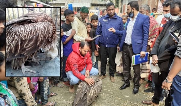 সংকটাপন্ন হিমালয়ী গৃধিনী প্রজাতির শকুন উদ্ধার
