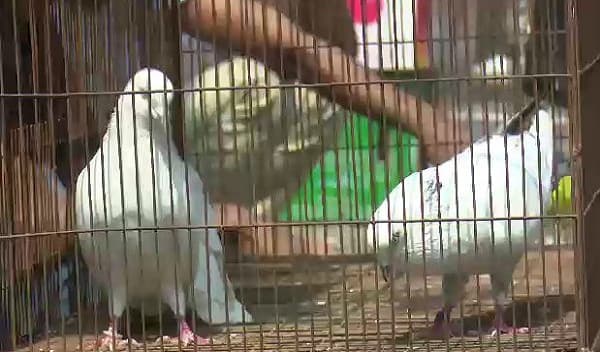মিরপুরে দেশের সবচেয়ে বড় কবুতরের হাট