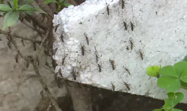 জলবায়ুর কারণে সারা বছরই থাকবে ডেঙ্গুর প্রকোপ