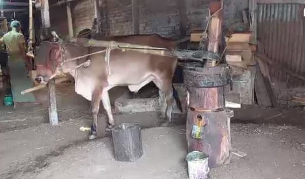 কালের বিবর্তনে বিলুপ্তপ্রায় সরিষা থেকে তেল উৎপাদনের গরুর ঘানি