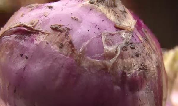 নিম্নবিত্তের ভরসা অর্ধ-পঁচা পেঁয়াজ