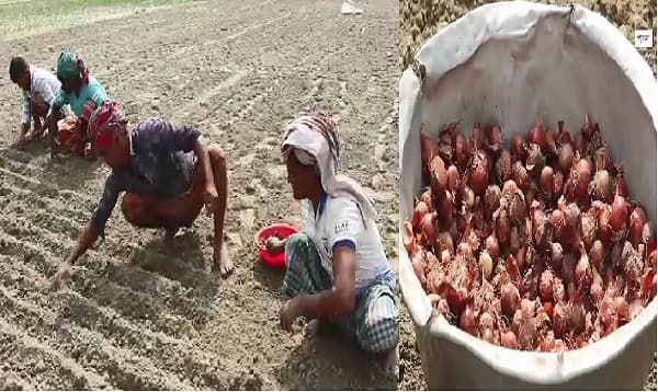 বৃষ্টিতে পেঁয়াজ আবাদ পিছিয়েছে, চড়া বাজারেও দাম নিয়ে শঙ্কা কৃষকের