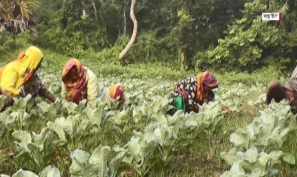 বৃষ্টির মিশ্র প্রভাব সবজি ক্ষেতে, ব্যস্ত কৃষকরা