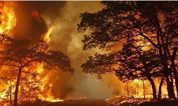 দাউ দাউ করে জ্বলছে অস্ট্রেলিয়ার বনাঞ্চল