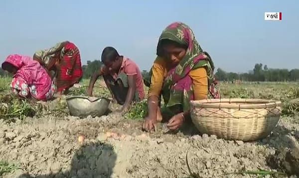 কমে যাচ্ছে আলু চাষ