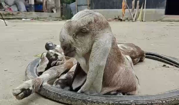 নাটোরে বাঁকা মুখের তোতাপুরি ছাগল