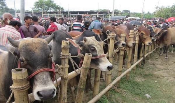 কোরবানির পশুর হাট নিয়ে ১৬ নির্দেশনা