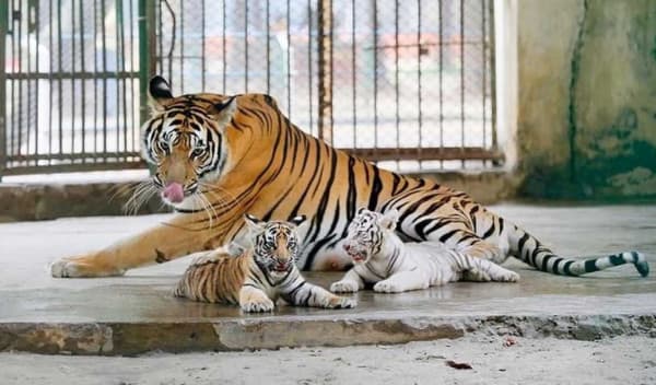 মিরপুর চিড়িয়াখানায় বিরল সাদা বাঘ শাবকের জন্ম