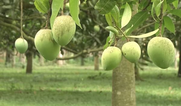 হাড়িভাঙ্গা আম বাজারজাতের তারিখ নির্ধারণ