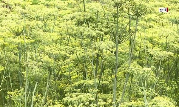সবজির সাথী ফসল হিসেবে মৌরি চাষ
