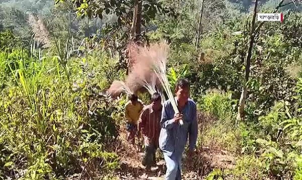 নলখাগড়ার বাণিজ্যিক উৎপাদনে আগ্রহী পাহাড়ের চাষিরা