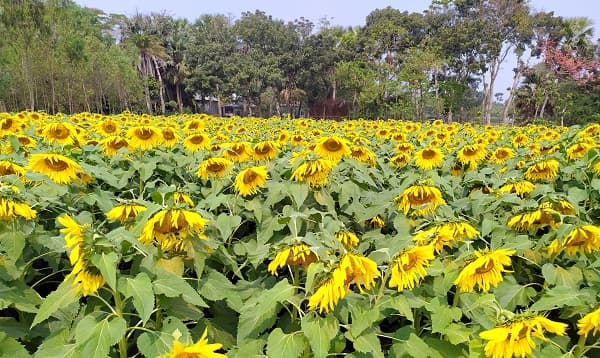 সূর্যমুখী ফুল চাষে অপার সম্ভাবনা