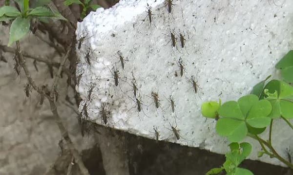 ওষুধ ছিটালেও মরছে না মশা অভিযোগ নগরবাসীর