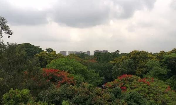 করোনায় ঘরবন্দি মানুষ, প্রাণ ফিরে পাচ্ছে প্রকৃতি