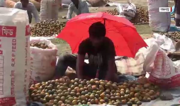 এক বিঘা সুপারি বাগান থেকে বছরে আয় আড়াই থেকে ৩ লাখ টাকা