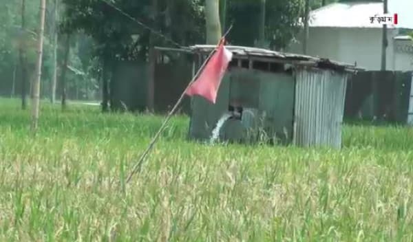 বোরো ক্ষেতে নেক ব্লাস্ট রোগ
