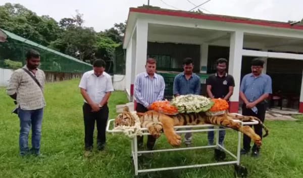 মারা গেল পা হারানো সেই রয়েল বেঙ্গল টাইগার 'রাজা'