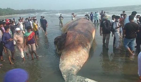 কক্সবাজার সমুদ্র সৈকতে ভেসে আসলো তিমির মরদেহ