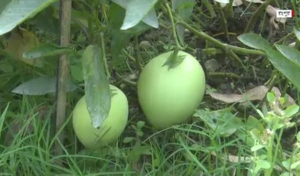 উত্তরাঞ্চলে প্রথমবারের মতো চাষ হচ্ছে বিদেশি ফল পেপিনোমেলনের
