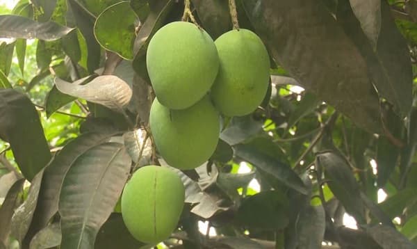 গাছে পাকেনি, তাই অপরিপক্ক আম নামাননি রাজশাহীর চাষিরা