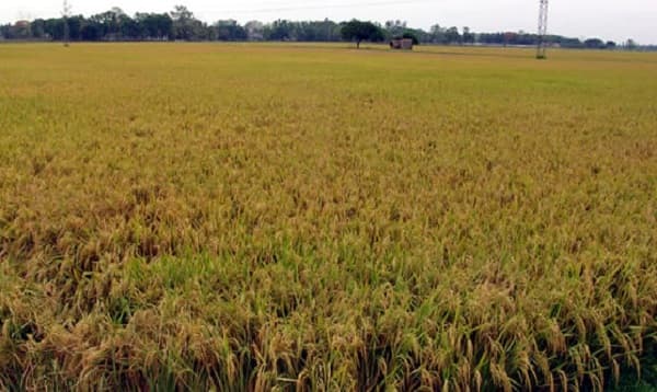 চাল উৎপাদনে ৩য় হতে পারে বাংলাদেশ