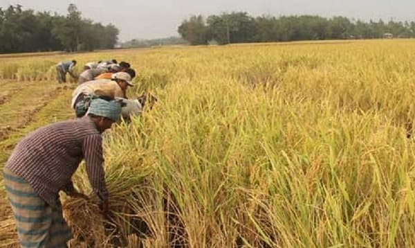 কৃষকদের হতাশা, চাতালকল মালিকদের শঙ্কা