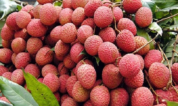 বাম্পার ফলন হলেও লিচুর দাম নিয়ে শঙ্কিত চাষিরা