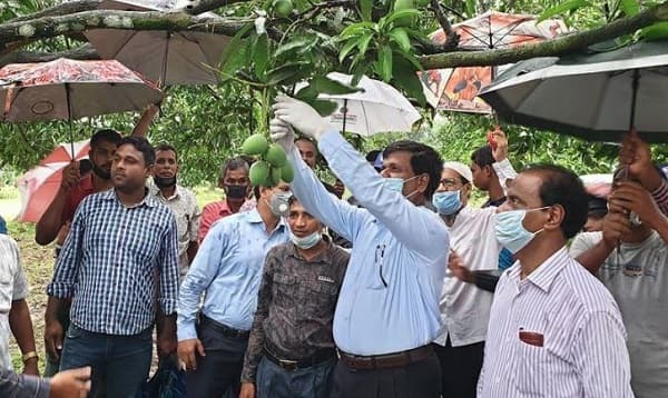 নাটোরে আম আহরণের শুভ উদ্বোধন করলেন জেলা প্রশাসক