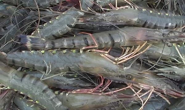 উৎপাদিত চিংড়ি বিক্রি নিয়ে বিপাকে চাষিরা