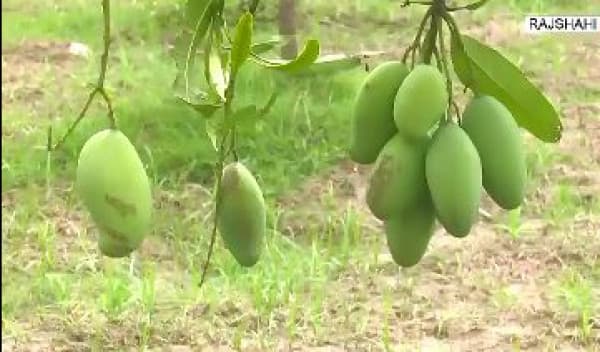 Guti mango collection starts in Rajshahi